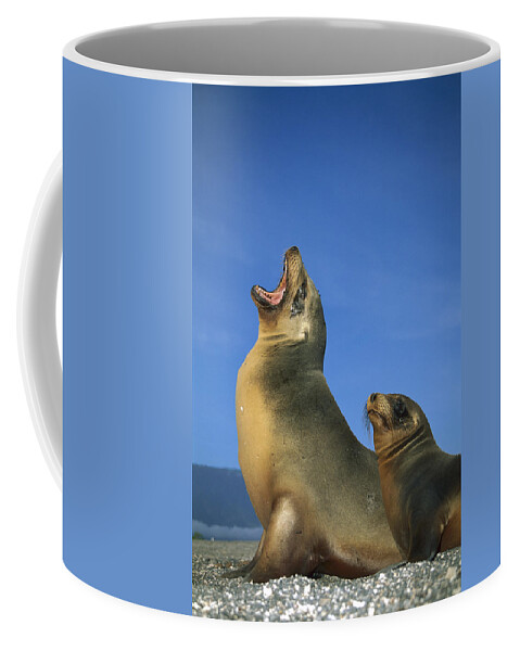 Feb0514 Coffee Mug featuring the photograph Galapagos Sea Lion With Yearling by Tui De Roy