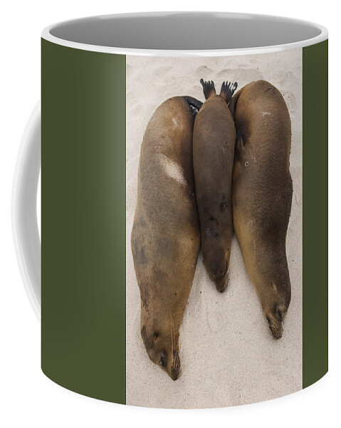 Pete Oxford Coffee Mug featuring the photograph Galapagos Sea Lions Gardner Bay Hood by Pete Oxford