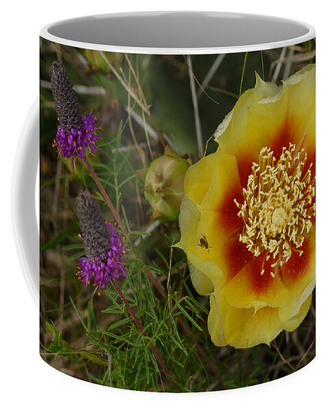 Gattinger's Prairie Clover And Prickly Pear Flower Coffee Mug featuring the photograph Gattinger's Prairie Clover And Prickly Pear Flower by Daniel Reed