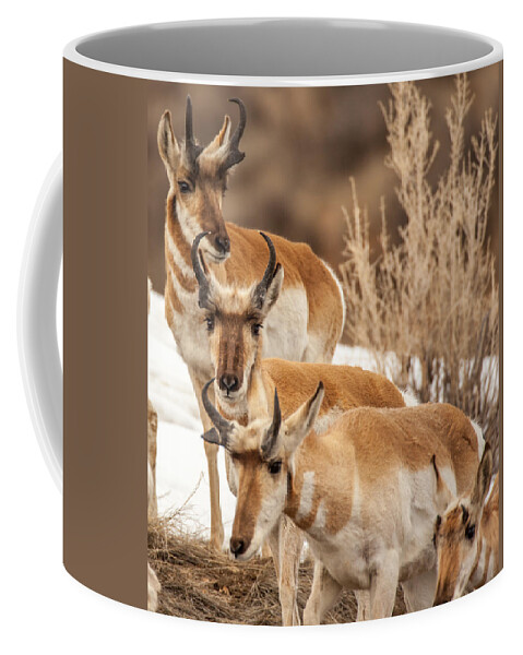 Pronghorn Coffee Mug featuring the photograph Generations by Kevin Dietrich