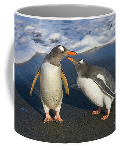 00345356 Coffee Mug featuring the photograph Gentoo Penguin Chick Begging For Food by Yva Momatiuk and John Eastcott