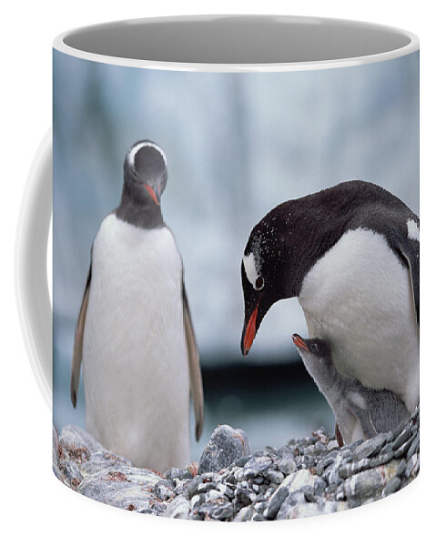 Feb0514 Coffee Mug featuring the photograph Gentoo Penguin With Chick Begging by Konrad Wothe