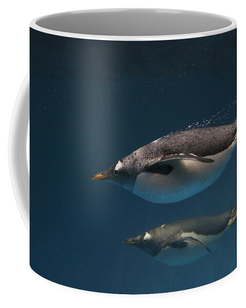 Feb0514 Coffee Mug featuring the photograph Gentoo Penguins Swimming Underwater by Hiroya Minakuchi
