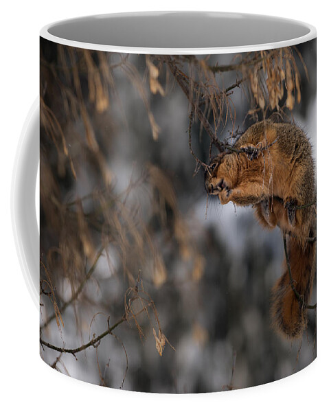 Grey Squirrel Coffee Mug featuring the photograph George Eating Maple Seeds in Winter by Onyonet Photo studios