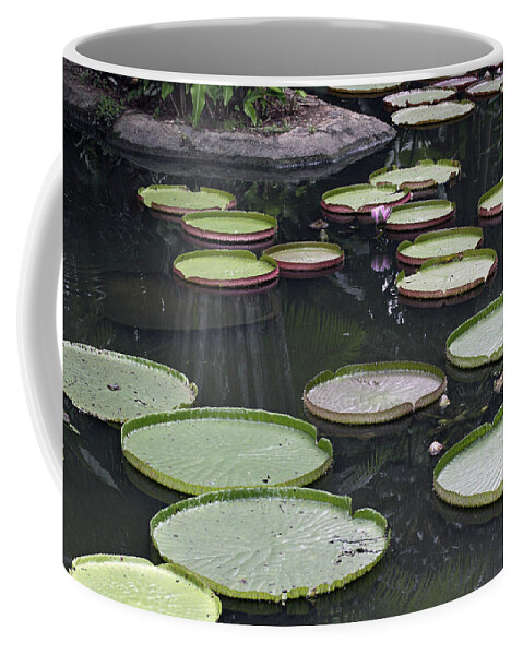 Pond Coffee Mug featuring the photograph Giant Lily Pads by Shoal Hollingsworth