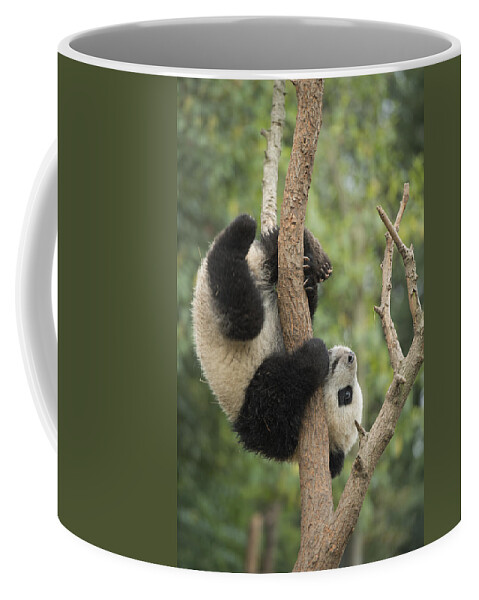 Katherine Feng Coffee Mug featuring the photograph Giant Panda Cub In Tree Chengdu Sichuan by Katherine Feng