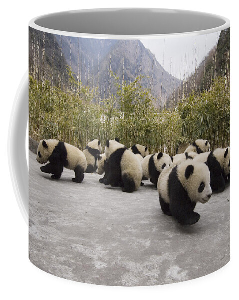 Feb0514 Coffee Mug featuring the photograph Giant Panda Cubs Wolong China by Katherine Feng