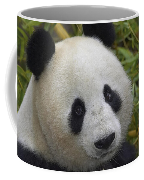 Feb0514 Coffee Mug featuring the photograph Giant Panda Portrait by San Diego Zoo