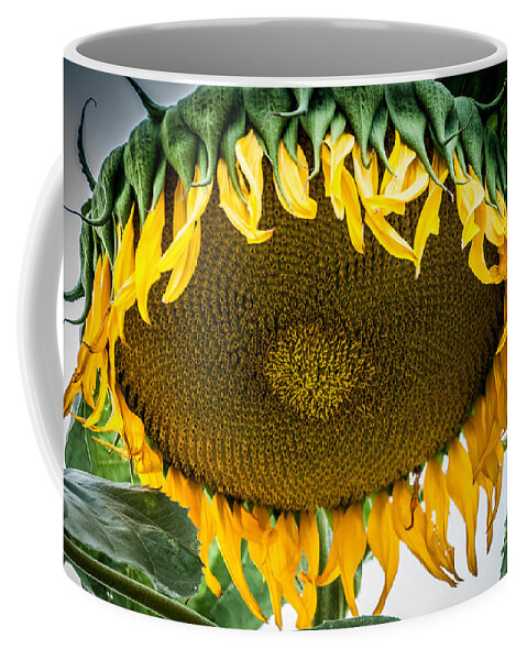 Sun Flower Coffee Mug featuring the photograph Giant Sun Flower by Ronald Grogan