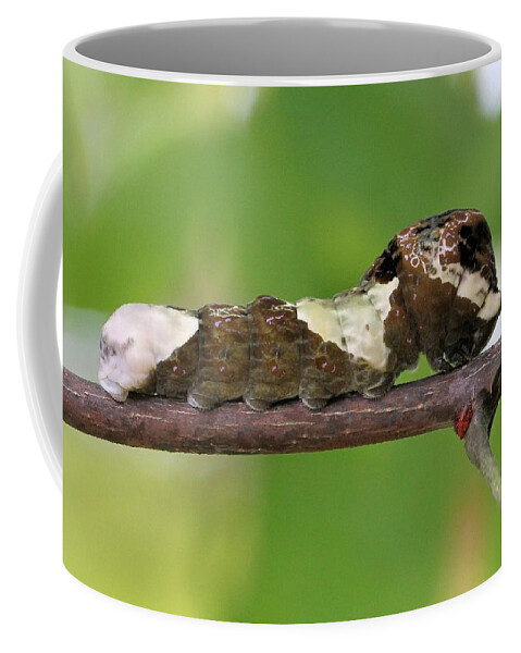 Giant Swallowtail Coffee Mug featuring the photograph Giant Swallowtail caterpillar by Doris Potter