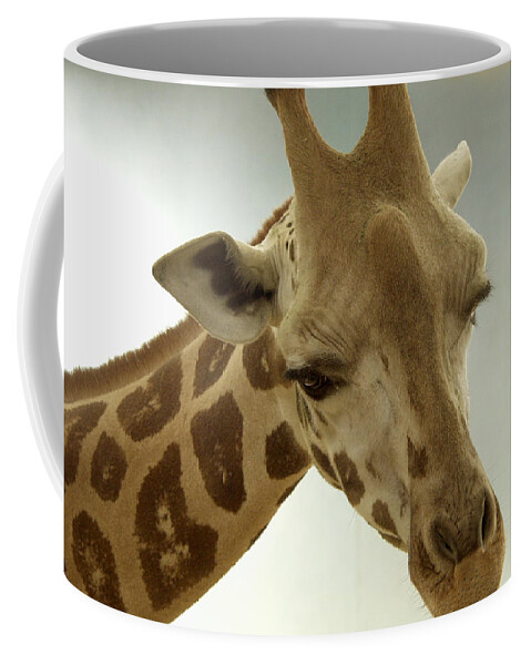 Giraffe Coffee Mug featuring the photograph Giraffe by Bob Slitzan