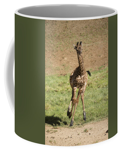 San Diego Zoo Coffee Mug featuring the photograph Giraffe Calf Running by San Diego Zoo