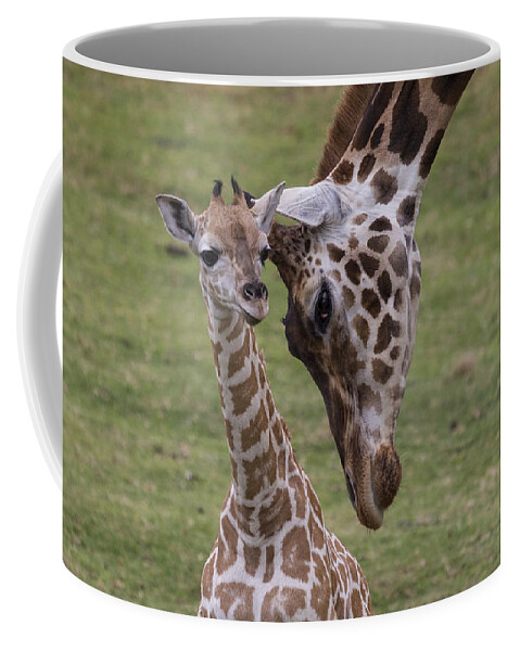 Feb0514 Coffee Mug featuring the photograph Giraffe Mother Nuzzling Calf by San Diego Zoo