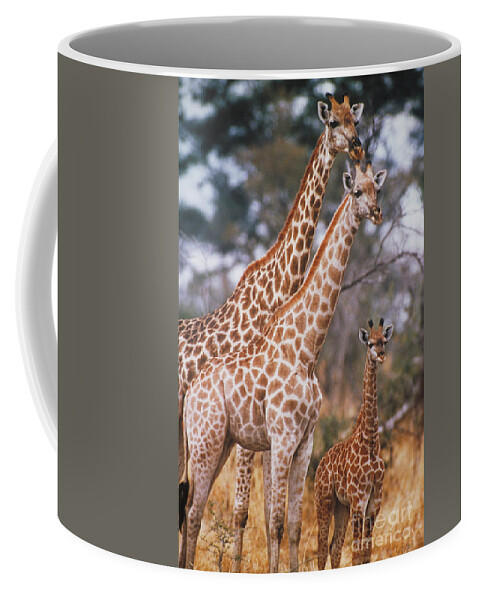 Vertical Coffee Mug featuring the photograph Giraffes by Gregory G. Dimijian