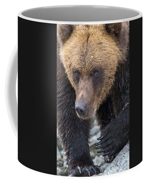 Bear Coffee Mug featuring the photograph Glacier's Edge by Kevin Dietrich