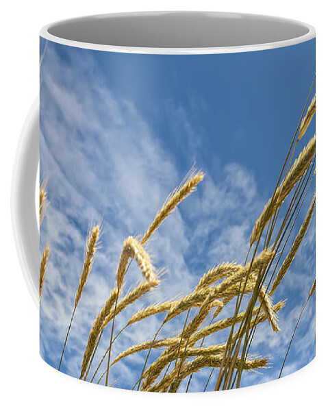 Grass Coffee Mug featuring the photograph Golden Field by Caitlyn Grasso