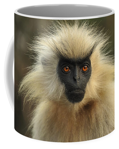 Thomas Marent Coffee Mug featuring the photograph Golden Langur Chakrashila Wildlife by Thomas Marent