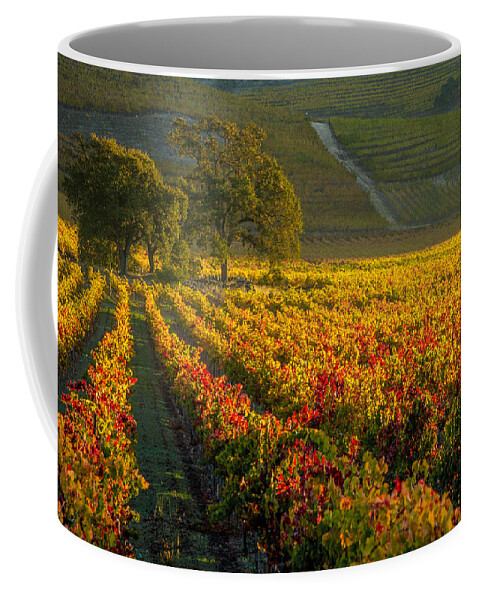 Napa Coffee Mug featuring the photograph Golden Light in the Valley by Bill Gallagher