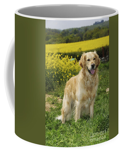 Dog Coffee Mug featuring the photograph Golden Retriever And Farmland by John Daniels