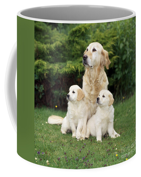 Golden Retriever Coffee Mug featuring the photograph Golden Retriever Dog With Two Puppies by John Daniels
