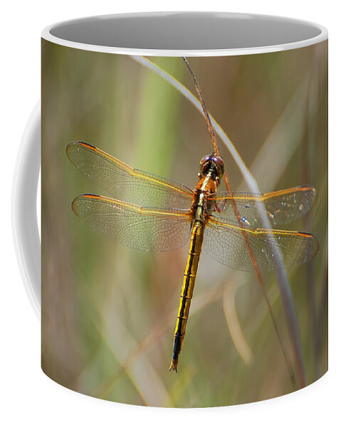 Libellula Auripennis Coffee Mug featuring the photograph Golden-Winged Skimmer by Richard Leighton