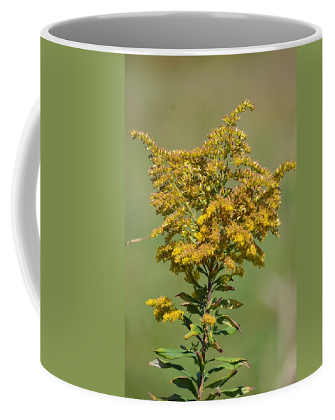 Goldenrod In Autumn Coffee Mug featuring the photograph Goldenrod in Autumn by Maria Urso