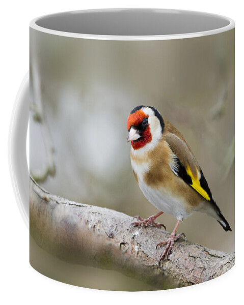 Goldfinch Coffee Mug featuring the photograph Goldfinch by Chris Smith