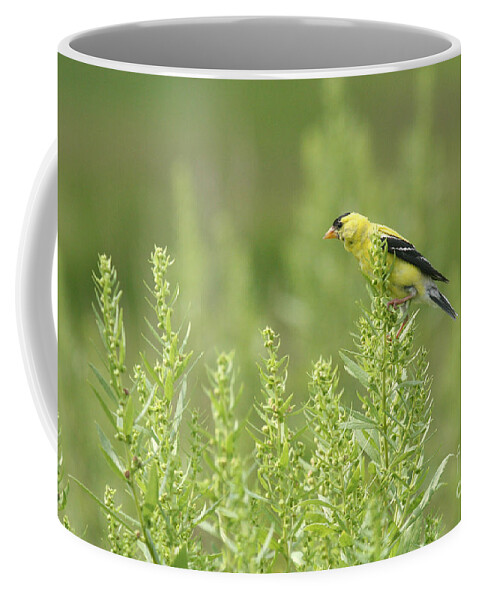 American Coffee Mug featuring the photograph Goldfinch Lookout by Jayne Carney
