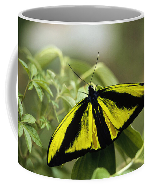 Feb0514 Coffee Mug featuring the photograph Goliath Birdwing Butterfly Irian Jaya by Konrad Wothe