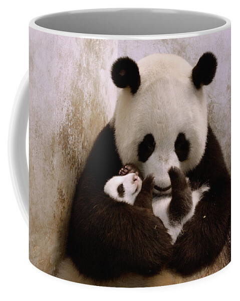 Feb0514 Coffee Mug featuring the photograph Gongzhu Holding Her Cub Wolong China by Katherine Feng