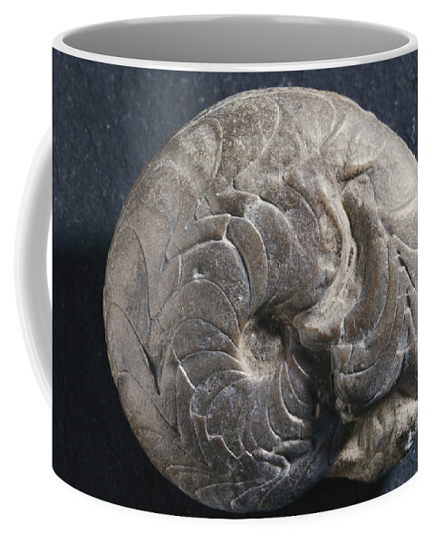 Goniatite Coffee Mug featuring the photograph Goniatite Fossil by Louise K. Broman