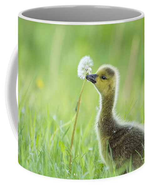 Babies Coffee Mug featuring the photograph Gosling with Dandelion by Mircea Costina Photography