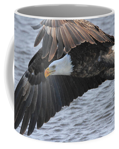 American Bald Eagle Coffee Mug featuring the photograph Got My Eye on You by Coby Cooper