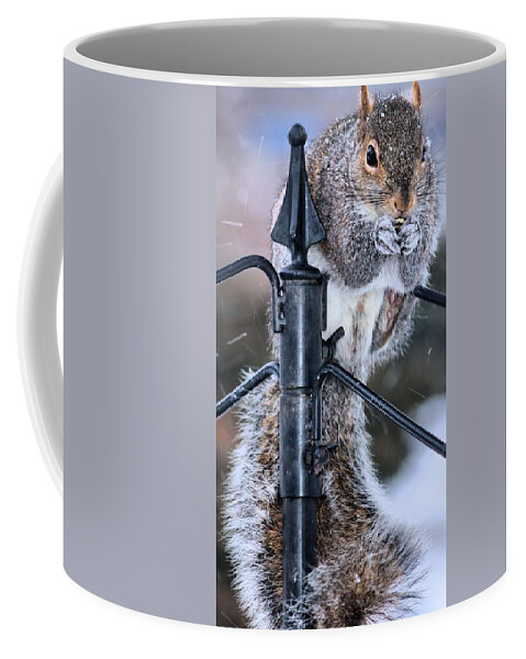 Squirrel Coffee Mug featuring the photograph Got to love Them by Carol Montoya