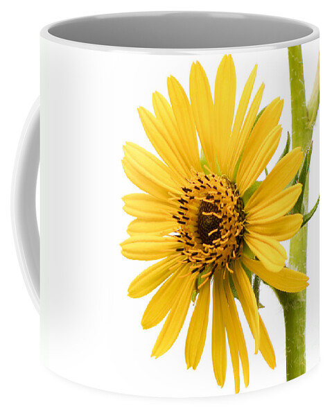Compass Plant Coffee Mug featuring the photograph Graceful Beauty II by Anita Oakley