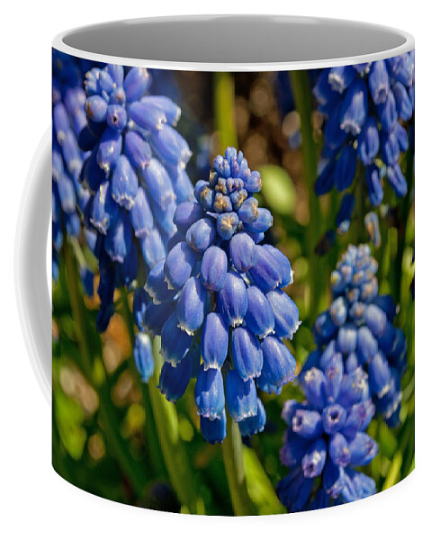Grape Coffee Mug featuring the photograph Grape Hyacinth Cluster by Tikvah's Hope