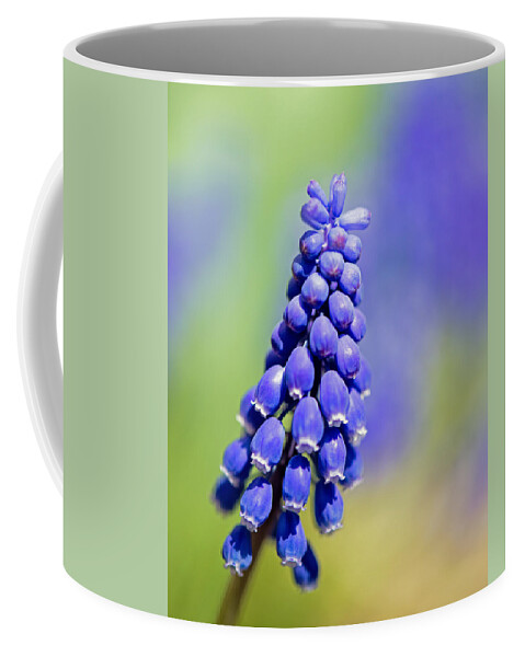 Flower Coffee Mug featuring the photograph Grape Hyacinth by Robert Mitchell