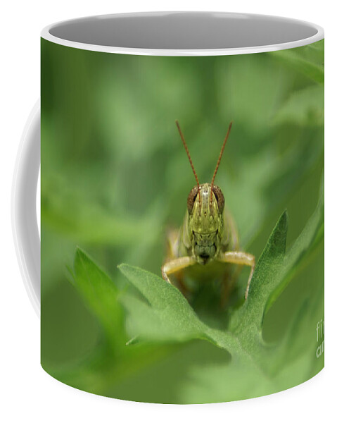 Grasshopper Coffee Mug featuring the photograph Grasshopper Portrait by Olga Hamilton