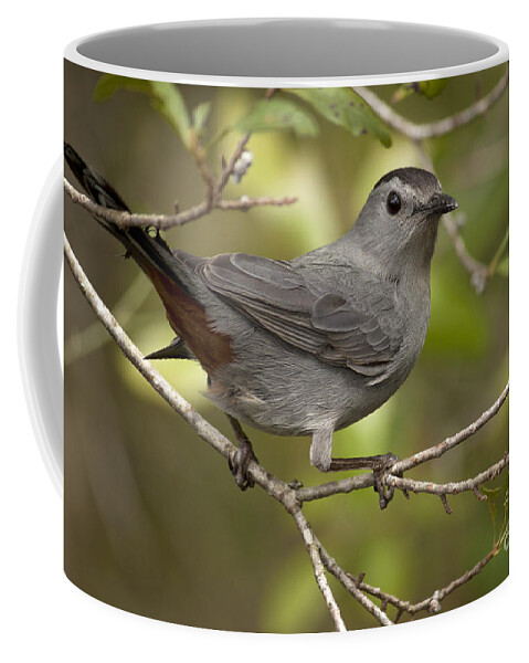 Gray Catbird Coffee Mug featuring the photograph Gray Catbird by Meg Rousher