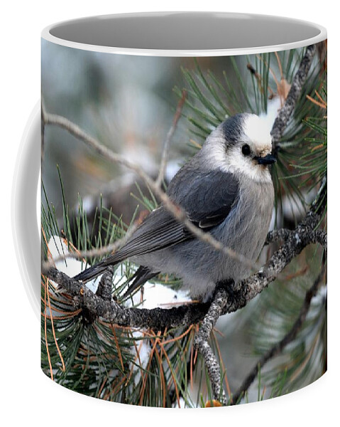 Colorado Coffee Mug featuring the photograph Gray Jay on a Snowy Pine by Marilyn Burton