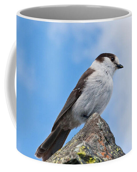 Animal Coffee Mug featuring the photograph Gray Jay With Blue Sky Background by Jeff Goulden