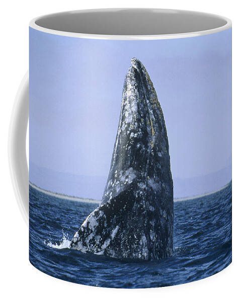 Feb0514 Coffee Mug featuring the photograph Gray Whale Breaching Pacific Ocean by Konrad Wothe