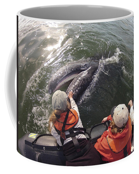 Feb0514 Coffee Mug featuring the photograph Gray Whale Calf And Tourists Baja by Flip Nicklin