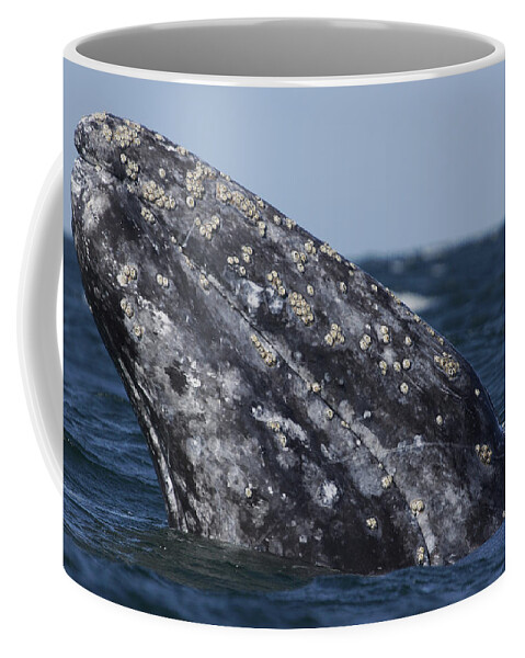 Feb0514 Coffee Mug featuring the photograph Gray Whale Spyhopping San Ignacio Lagoon by Hiroya Minakuchi