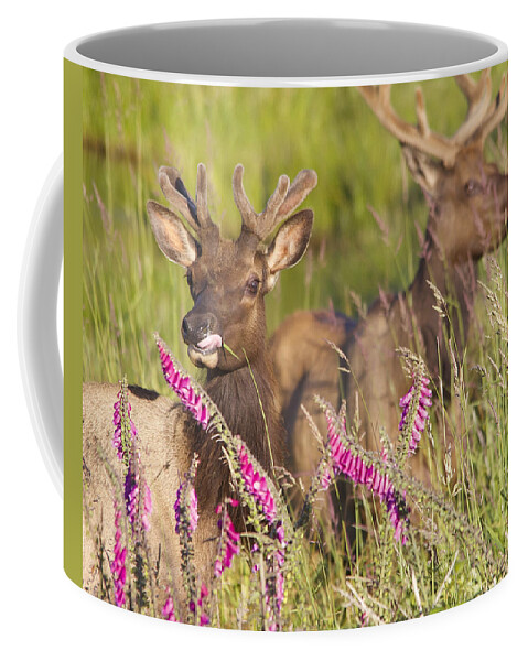 Elk Coffee Mug featuring the photograph Grazing at Dusk by Todd Kreuter