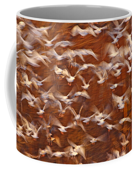 00301194 Coffee Mug featuring the photograph Great Black-backed Gulls by Scott Leslie