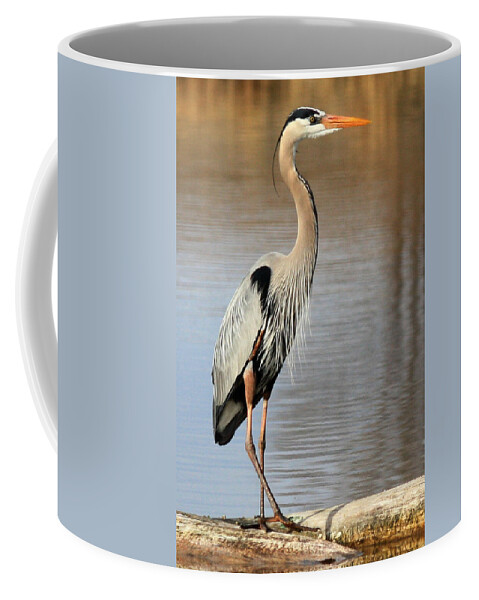 Great Blue Heron Coffee Mug featuring the photograph Great Blue Heron by Shane Bechler