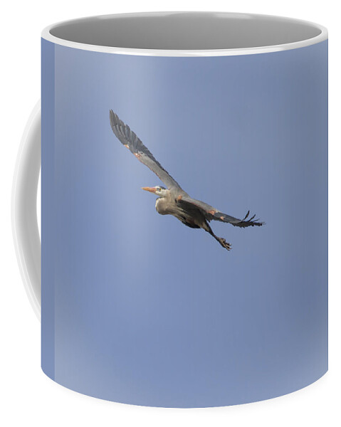 Great Blue Heron Coffee Mug featuring the photograph Great Blue Heron in Flight-2 by Thomas Young