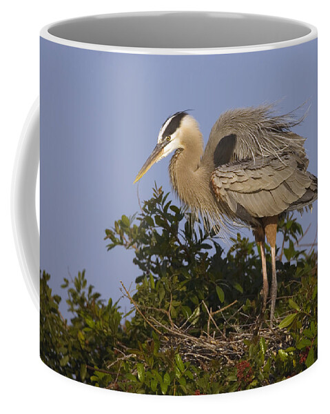 Feb0514 Coffee Mug featuring the photograph Great Blue Heron Nesting Florida by Tom Vezo