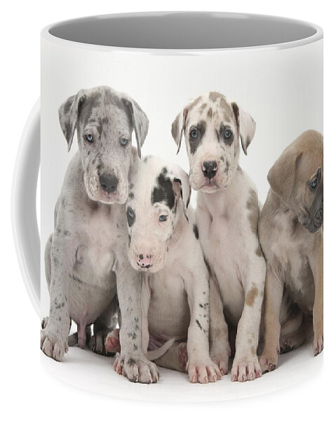Great Dane Coffee Mug featuring the photograph Great Dane Puppies by Mark Taylor